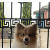 6-12 months Male Purebred Pomeranian