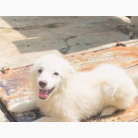 3-6 Month Male Purebred American Eskimo