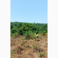 Green and Fertile Land for Sale