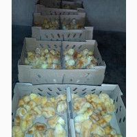 Day Old Pullet (Layer) Isa Brown