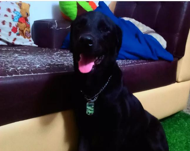 Фото 1/1. 1+ year Male Purebred Labrador Retriever