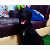 1+ year Male Purebred Labrador Retriever