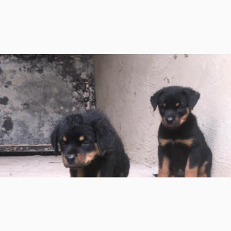 Purebred Rottweiler Puppies for Sale - Female, 1-3 months