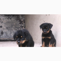 Purebred Rottweiler Puppies for Sale - Female, 1-3 months