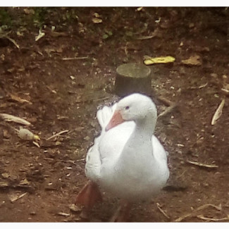 Matured Geese for Sale - Male and Female Pair Available