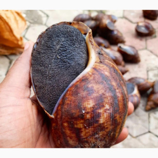 Fresh Farm Snails(Sales, Supply, Delivery)