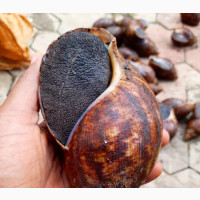 Fresh Farm Snails(Sales, Supply, Delivery)