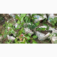 Dwarf Fruit Trees