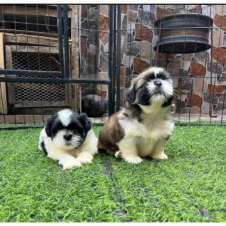 3-6 months Female Purebred Shih Tzu