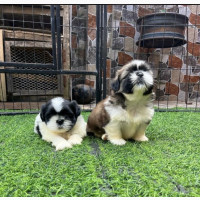 3-6 months Female Purebred Shih Tzu