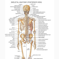 Medical Education Chart of Biology for Human Skeleton Diagra