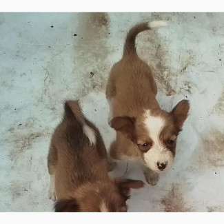 0-1 month Female Purebred Dog