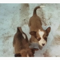 0-1 month Female Purebred Dog