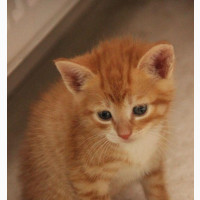 Purebred Persian Cat - Female 1-3 Months Old