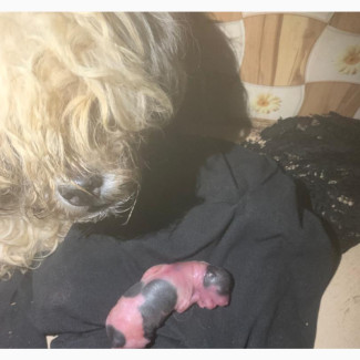 1+ Year Female Purebred Lhasa Apso - For Sale