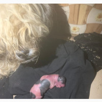 1+ Year Female Purebred Lhasa Apso - For Sale