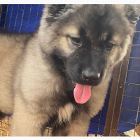 Caucasian Shepherd Puppies for Sale