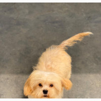 3-6 months Male Purebred Shih Tzu