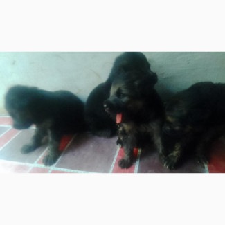 German Shepherd Puppies Available for Adoption