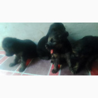 German Shepherd Puppies Available for Adoption