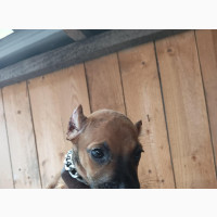 1-3 months Female Mixed Breed American Pit Bull Terrier