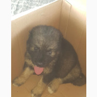 Caucasian Shepherd Puppy - Male - 1-3 months old