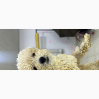 Poodle Puppies Available for Sale