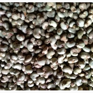 Raw Cashew Nuts KOR50 Available in Bulk