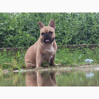 Male French Bulldog Available for Your Home