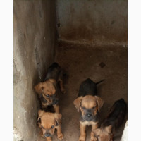 Male Mixed Breed Boerboel Rottweiler Mix