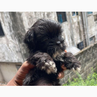 Female Purebred Lhasa Apso Puppy for Sale