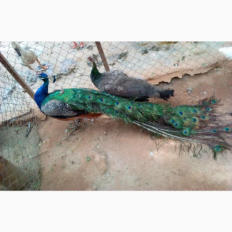Mature Peacock With Full Tail