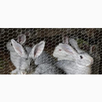 Adorable Rabbits Available for Sale