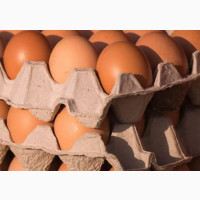 Fresh Jumbo Eggs at Wholesale Prices