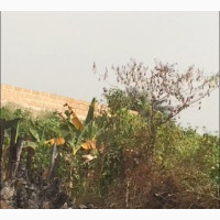 50 by 100 Piece of Land
