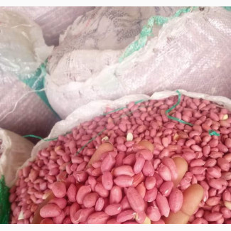 Ogoja Groundnut