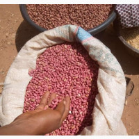 Ogoja Groundnut