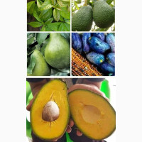 Avocado, Grafted Hass Avocado, Local Pear (Ube) Seedling
