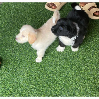 3-6 months Male Mixed Breed English Setter