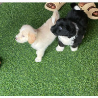 3-6 months Male Mixed Breed English Setter