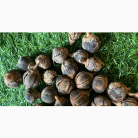 Goron Tula Seed