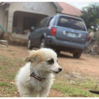 3-6 months Male Mixed Breed Mongrel (No Breed)