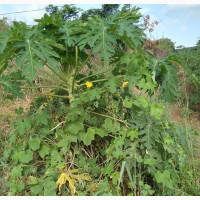 5 Plots of Land in Prime Location in Enugu Town