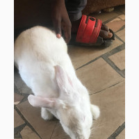 1-3 months Male Purebred Rabbit