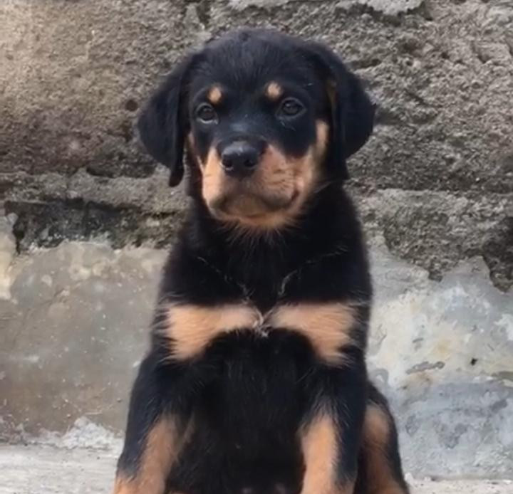 Фото 1/1. 6-12 months Female Purebred Rottweiler
