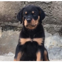 6-12 months Female Purebred Rottweiler