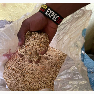 Fresh Dog Noodles for Sale - With Can Food Promo