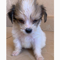 Male Purebred Lhasa Apso Puppies for Sale
