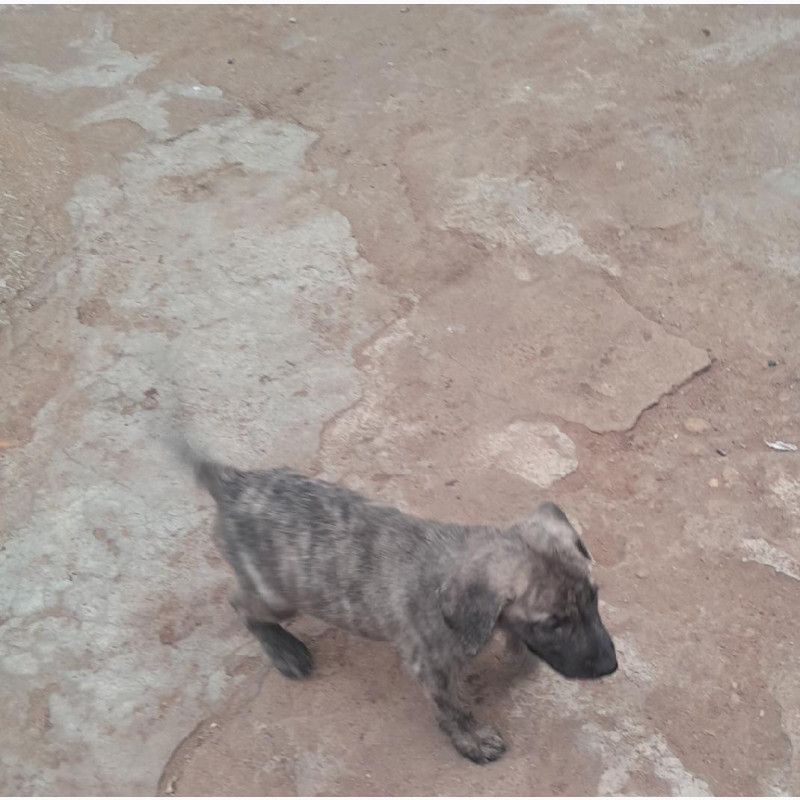 Фото 1/1. Female Mixed Breed Boerboel Puppy - 0-1 Month Old
