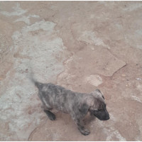 Female Mixed Breed Boerboel Puppy - 0-1 Month Old
